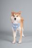 Touchdog 'Dizzy-Eyed Cyclops' Cotton Velcro Dog Bandana and Scarf - Blue - Large