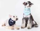 Touchdog 'Dizzy-Eyed Cyclops' Cotton Velcro Dog Bandana and Scarf - Blue - Medium