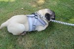 Pet Universal Harness with Leash Set Escape Proof Dog and Cat Harnesses Adjustable Reflective Soft Mesh Corduroy - gray