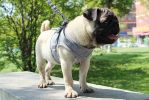 Pet Universal Harness with Leash Set Escape Proof Dog and Cat Harnesses Adjustable Reflective Soft Mesh Corduroy - gray