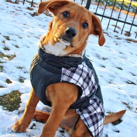Alpine All-Weather Dog Coat (Color: Black and White Plaid, size: 2X-Large)